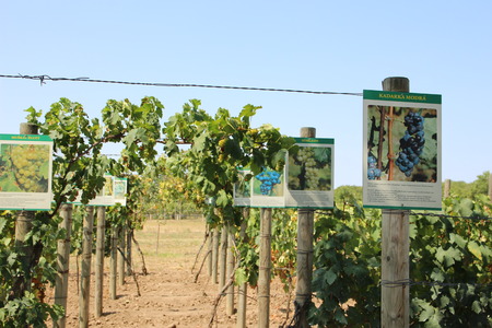 A vineyardのeditorial素材