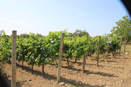 A vineyardのeditorial素材