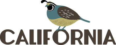 Use this image of a Valley Quail in your next design.のイラスト素材