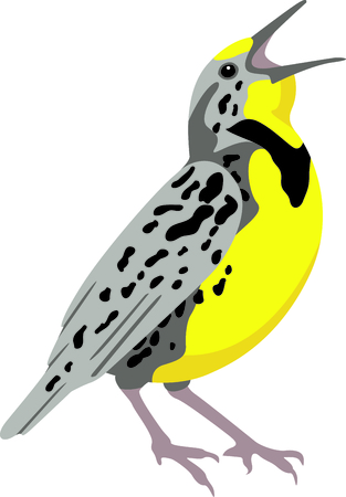 Use this image of a Meadowlark in your next design.のイラスト素材