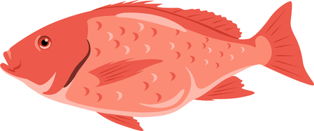 Fish lovers will appreciate this red snapper design!  Use this on a apron or tee for the fisherman!のイラスト素材