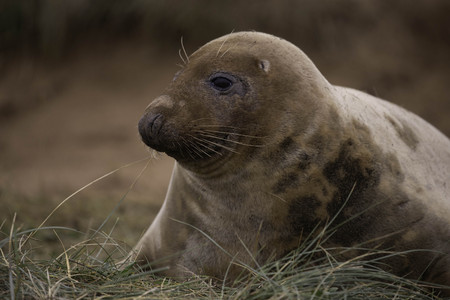 grey sealの写真素材