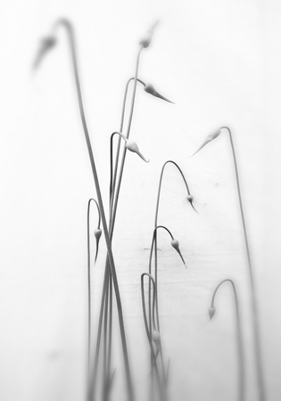 Seed Headsの写真素材