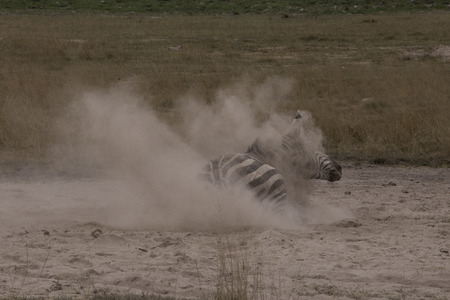 Zebras dust bathの写真素材