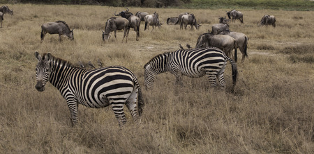 wildebeest & zebrasの写真素材