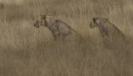 lionessesの写真素材