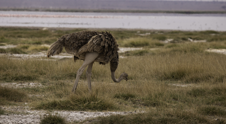ostrichの写真素材