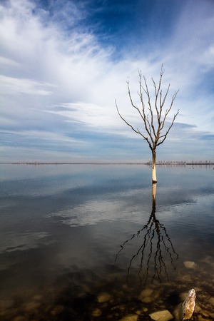 Dry tree submerged in the lake. The mist and the water mix on the horizon.の写真素材