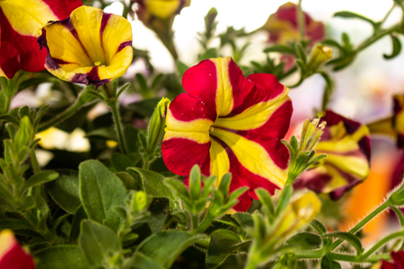 Beautiful bouquet of brightly colored flowers. Small petals with details of the ribs.の写真素材