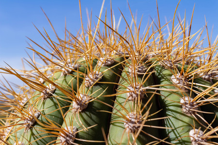 Tip of a cactus. Numerous thorns in the foreground. Long pinches on the tip of a plant.の写真素材