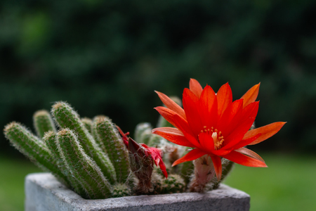 Beautiful red flower with yellow interior of a cactus plant. Flower that lasts only one day.の写真素材