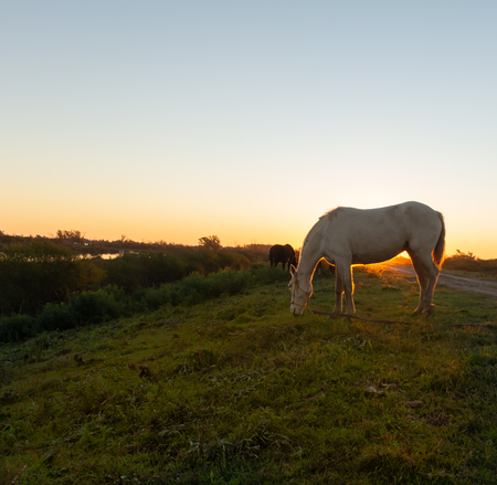 Huge white horse that eats quietly during the sun's fall. Field animal.の写真素材