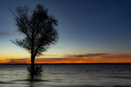 Tree on the edge of the river during the sunrise. Beautiful sunrise of golden colors.の写真素材