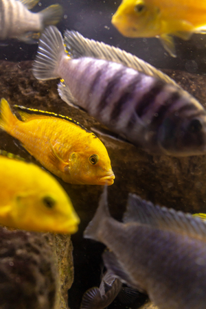 Small tropical fish in an artificial pond. Colorful marine animals. Tropical water fauna.の写真素材