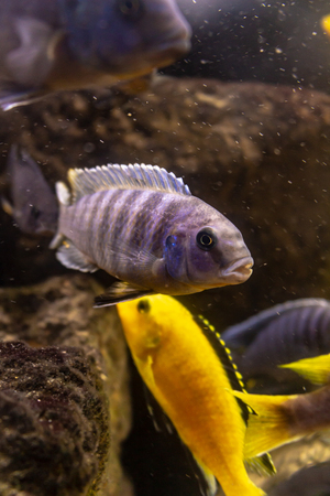 Small tropical fish in an artificial pond. Colorful marine animals. Tropical water fauna.の写真素材