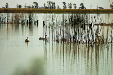 Fields flooded with water. Sunny day on water-covered grounds. Water animals.の写真素材