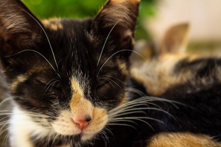 Little cats in the garden. Pets of various colors. Animals of few months of life.