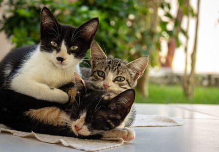 Little cats in the garden. Pets of various colors. Animals of few months of life.