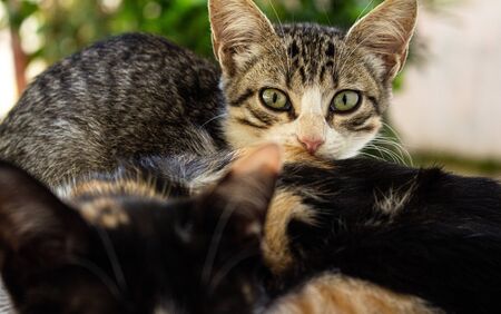 Little cats in the garden. Pets of various colors. Animals of few months of life.の写真素材