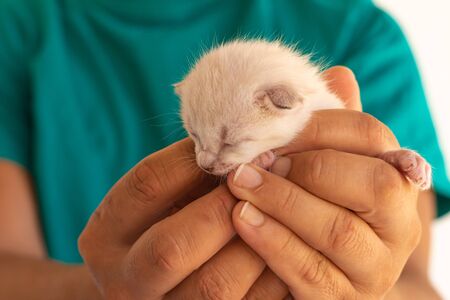 Little newborn cat baby held in the hands of a man.の写真素材