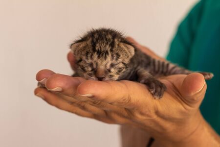 Little newborn cat baby held in the hands of a man.