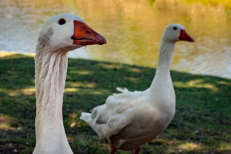 Farm animals. White feather birds. Heads of white geese.の写真素材