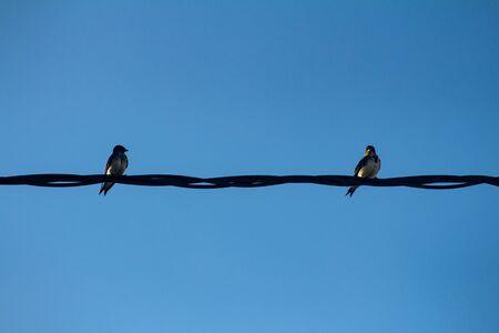 Two small birds perched on an electricity cable. Free birds in the city.の写真素材