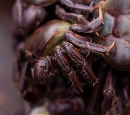 Crabs with reddish shell and front legs finished in tweezers. Food of marine origin. Approach to...