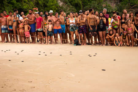 Pipa, Rio Grande do Norte. February 18, 2020. Hundreds of turtles are released to the sea. Visitors to the beach observe how the small turtles walk along the sand towards the water.のeditorial素材