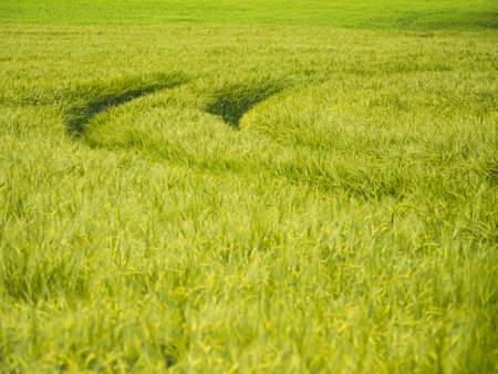 Rails after tractor in the field of young and green barley in the warm sunlight during the edge of the spring and summerの写真素材