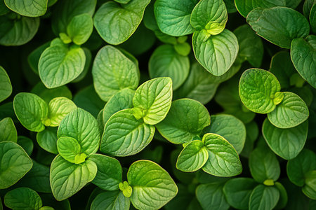 Green leaves background. Top view of fresh green leaves texture background.の素材