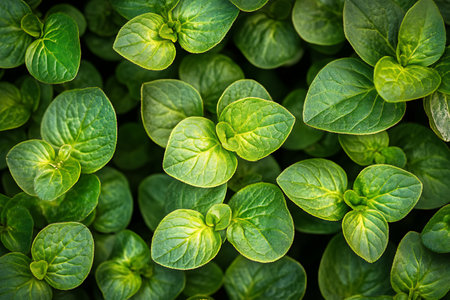 Green leaves background. Top view of green leaves texture. Green leaves background.の素材