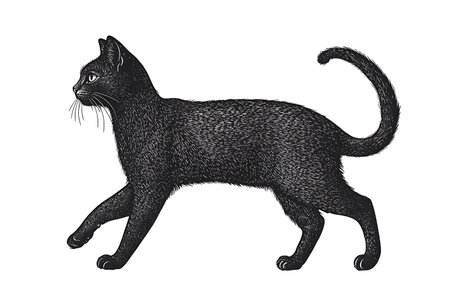 Retro engraving style illustration of a black cat walking.の素材