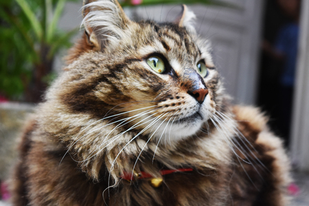 Creole cat crosses mountains 3の写真素材