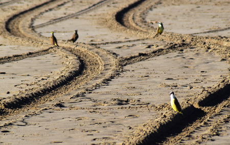 Birds on footprint on beach 2の写真素材