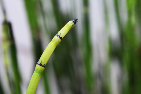 Mini bambooの写真素材