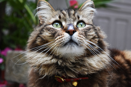 Creole cat crosses mountains 2の写真素材