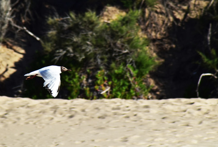 Shorebird pinamar skimmingの写真素材