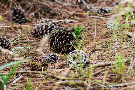 Pias on the ground in a forestの写真素材