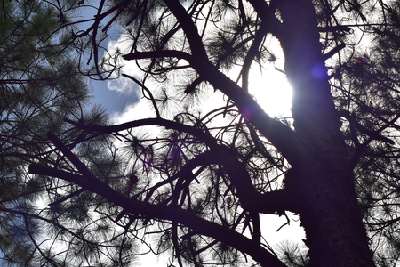 Sun through pine forests pinamarの写真素材