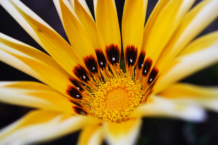 Beautiful yellow flowerの写真素材