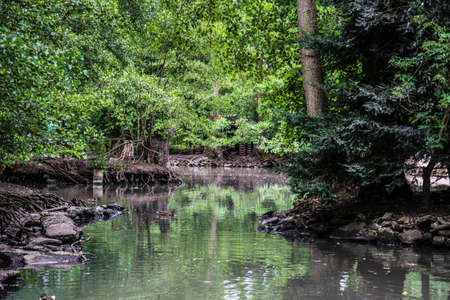 Swampの写真素材