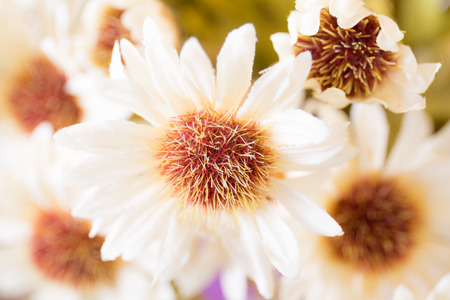 artificial flowersの写真素材