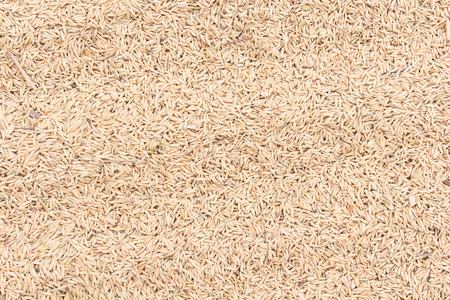 rice seedsの写真素材