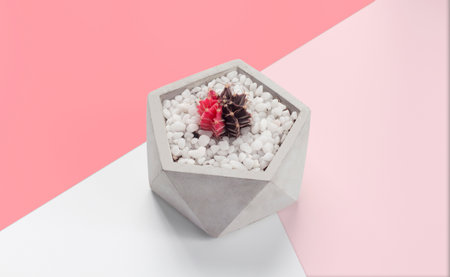 gymnocalycium cactus pots placed on the pink pastel background