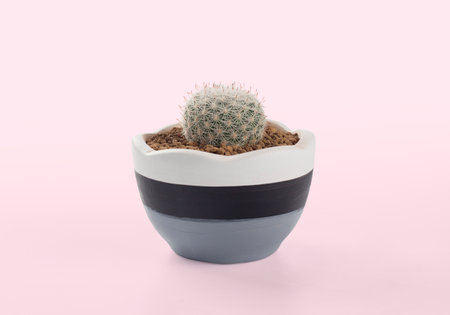 notocactus scopa pots placed on the pink background , cactus potの写真素材