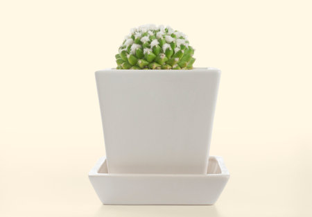 mamilaraiâ irusamu cactus pots on yellow pastel backgroundの写真素材