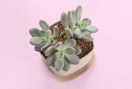 succulent plant cactus pots on pink pastel backgroundの写真素材