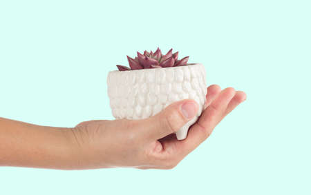 hand raised succulent plant cactus pot on pastel green backgroundの写真素材