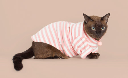 Supalak Thai breed cat wearing shirt , petの写真素材